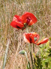 Papaver orientale