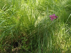 Gladiolus dubius