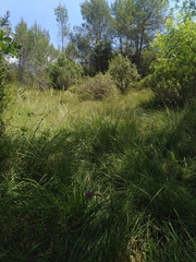 Gladiolus dubius