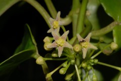 Vincetoxicum anomalum