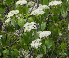 Viburnum lentago