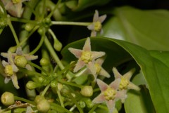 Vincetoxicum anomalum