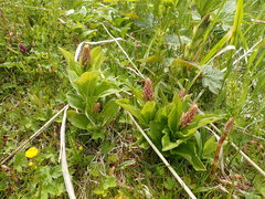 Galearis camtschatica