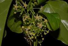 Vincetoxicum anomalum