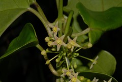 Vincetoxicum anomalum