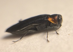 Agrilus ruficollis