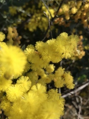 Acacia podalyriifolia