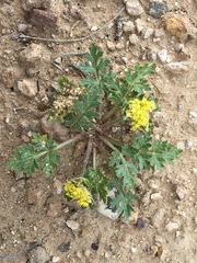 Cymopterus