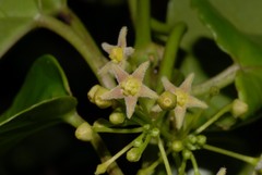 Vincetoxicum anomalum