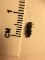 Agrilus ruficollis
