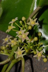 Vincetoxicum anomalum