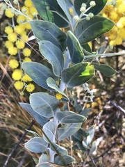 Acacia podalyriifolia