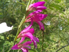 Gladiolus dubius