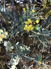Acacia podalyriifolia
