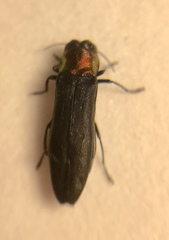 Agrilus ruficollis