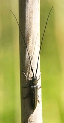 Calamobius filum