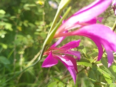 Gladiolus dubius