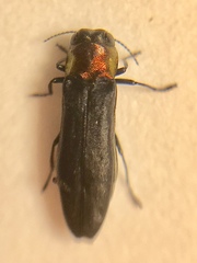 Agrilus ruficollis