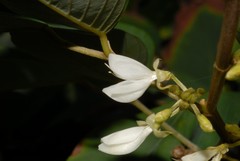 Dendrolobium umbellatum