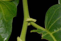 Dendrolobium umbellatum