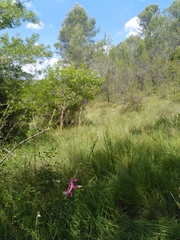 Gladiolus dubius