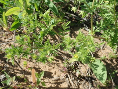 Potentilla supina