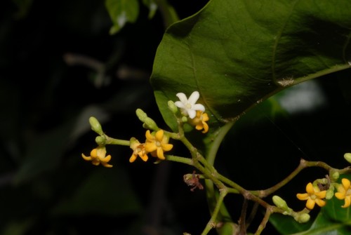 Leptadenia madagascariensis
