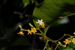 Leptadenia madagascariensis