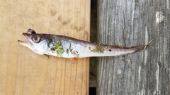 Merluccius bilinearis