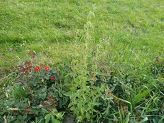 Urtica dioica