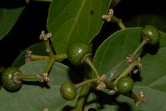 Cissus microdonta