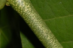 Cissus microdonta