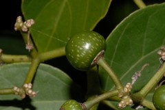 Cissus microdonta