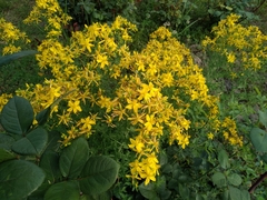 Hypericum perforatum