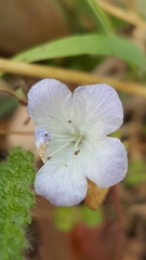 Phacelia douglasii