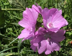 Malva trimestris