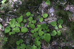 Viola rotundifolia