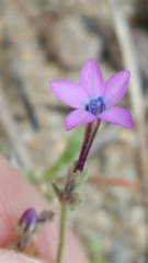 Gilia tenuiflora