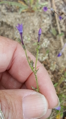 Gilia tenuiflora
