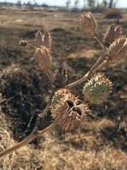 Datura stramonium