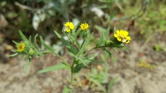 Layia hieracioides
