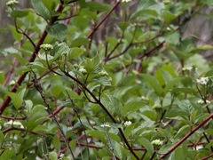 Cornus sericea