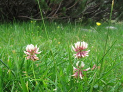Trifolium pallescens