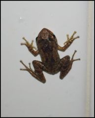 Eleutherodactylus coqui