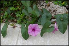 Ipomoea setifera