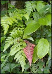 Polystichopsis chaerophylloides
