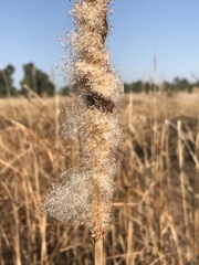Typha capensis