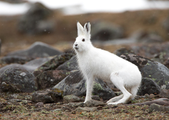 Mountain Hare photo 3
