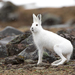 ארנבת ההרים - Photo (c) nadezhdax,  זכויות יוצרים חלקיות (CC BY-NC)