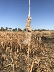 Typha capensis